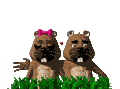 marmota04.gif