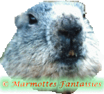 marmota12.gif