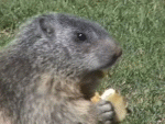 marmota14.gif