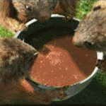 marmota16.gif