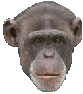 mono12.gif
