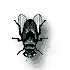 mosca02.gif