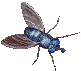 mosca03.gif