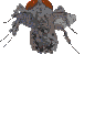 mosca04.gif