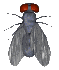 mosca05.gif