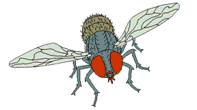 mosca06.gif