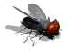 mosca09.gif