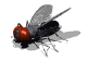 mosca10.gif