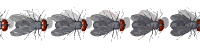 mosca13.gif