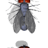 mosca14.gif