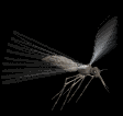 mosquito09.gif