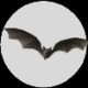 murcielago19.gif
