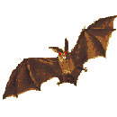 murcielago29.gif