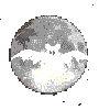 murcielago44.gif