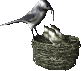 nidos05.gif