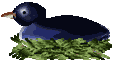 nidos06.gif