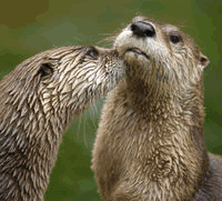 nutria01.gif