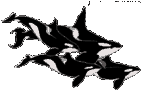 orca08.gif