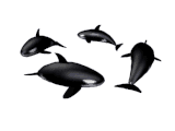 orca12.gif