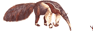 oso-hormiguero02.gif