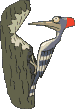 pajaro-carpintero03.gif