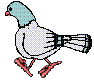 paloma09.gif