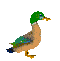 pato01.gif