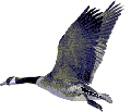 pato11.gif