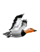 pato33.gif
