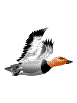 pato36.gif