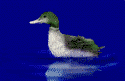 pato37.gif