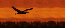 pato44.gif