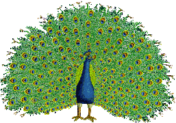 pavo-real01.gif
