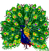 pavo-real03.gif