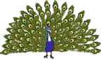 pavo-real04.gif