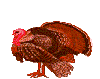 pavo05.gif