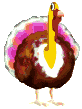 pavo16.gif