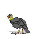 pavo18.gif