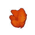 peces04.gif