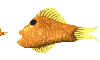 peces08.gif