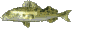 peces11.gif