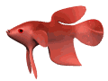 peces111.gif
