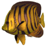 peces127.gif