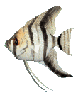 peces129.gif
