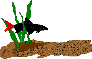 peces134.gif