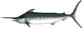peces137.gif