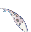 peces18.gif