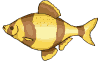 peces20.gif