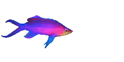 peces26.gif