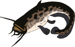 peces35.gif